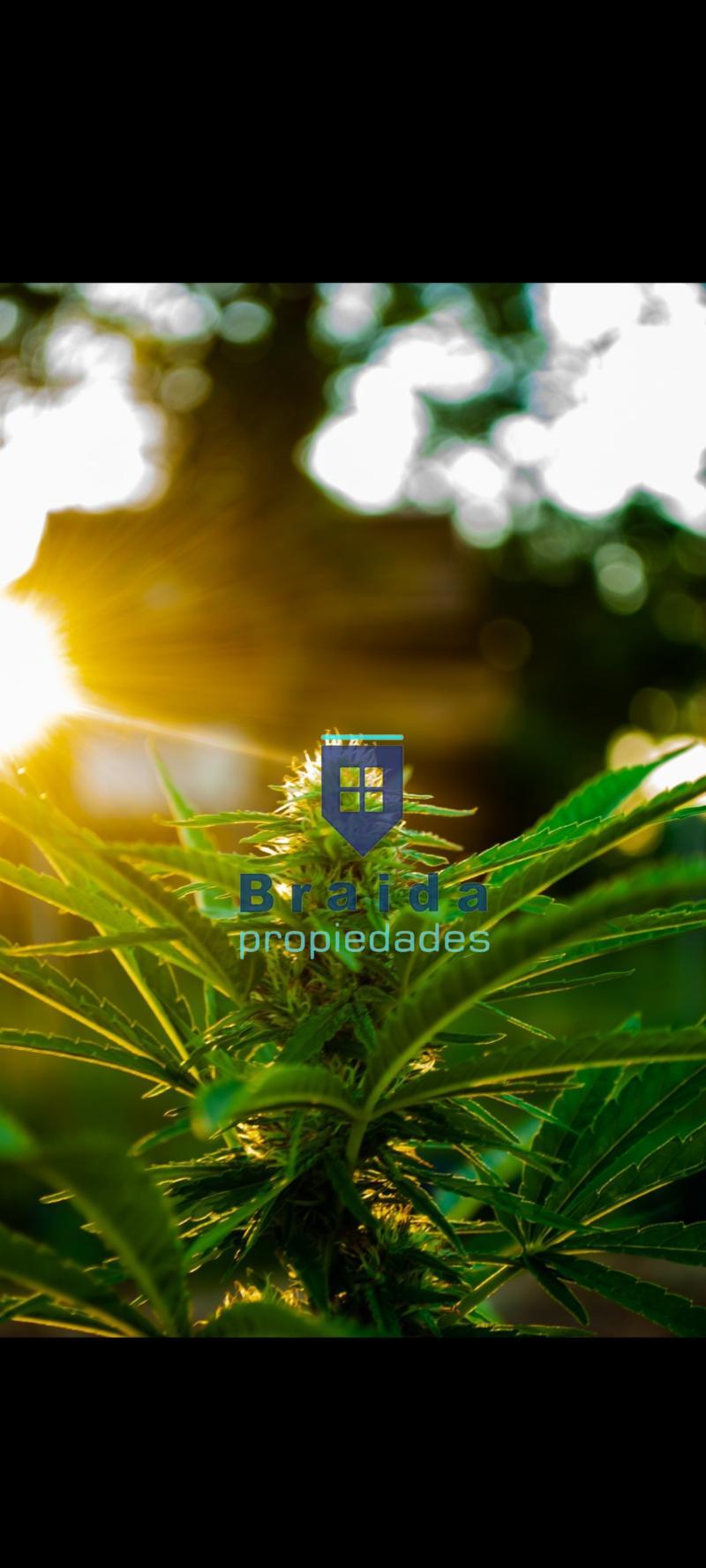 Campo de 31,2 has sobre 3 padrones