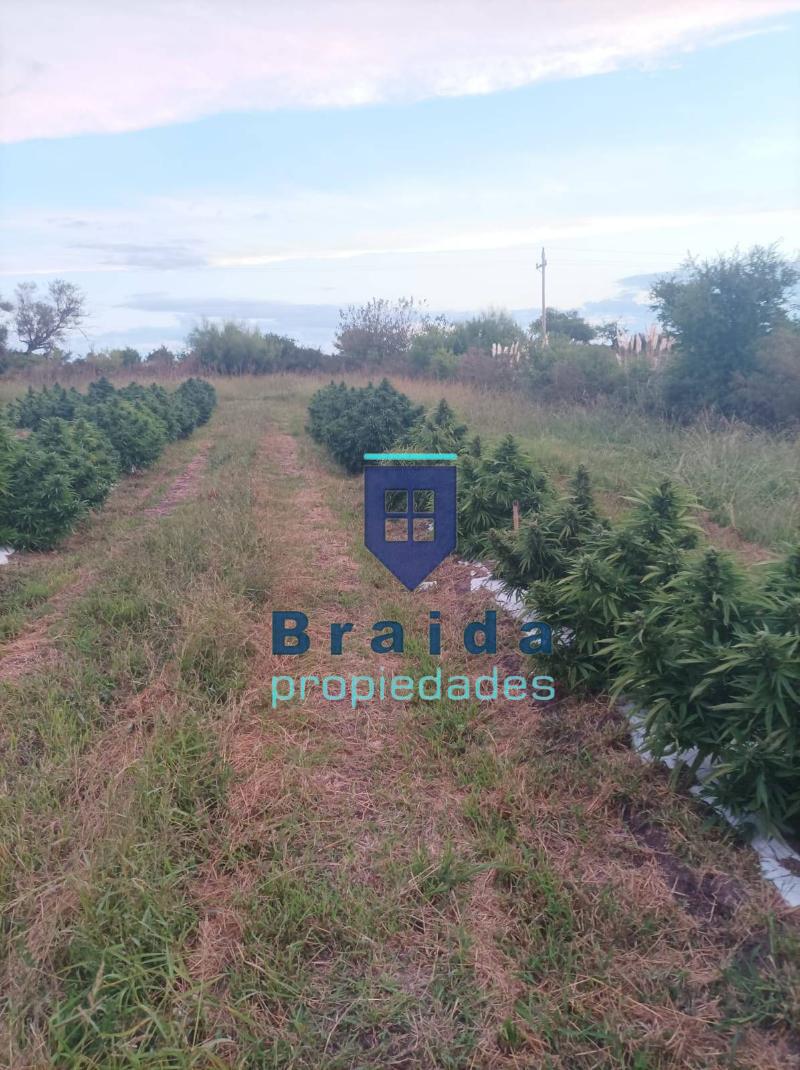 Campo de 31,2 has sobre 3 padrones