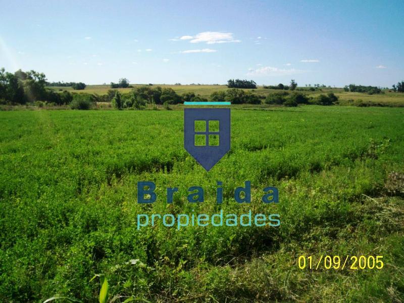 Campo de 31,2 has sobre 3 padrones